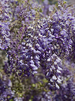 Wisteria Wisteria is a genus of flowering plants in the legume family, Fabaceae. The flowers have drooping racemes that vary in length depending on species. Flowers are known for their scent, described as sweet and floral, with accompanying musky notes. Australia,Fabaceae,Fabales,Faboideae,Geotagged,Spring,Wisteria,botany,flora,new south wales,purple flowers,racems