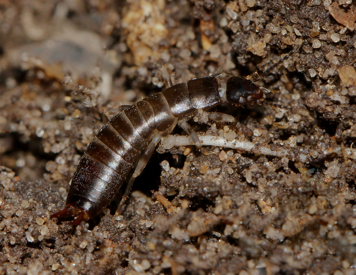 The ring-legged earwig I understand these have a global distribution. Legs are a pale brown and have a noticeable dark band around the middle of the femur, or occasionally the tibia, hence their common name.<br />
<br />
Around 15 mm length.  Anisolabididae,Australia,Dermaptera,Euborellia annulipes,Geotagged,arthropod,entomology,fauna,insect,invertebrate,macro,new south wales,ring-legged earwig,spring