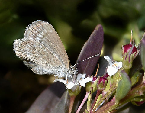 Zizina otis The Zizina otis, the common grass blue butterfly, has a white spot on the club of its antennae, which is a defining characteristic of the species. 

Tens of these tiny butterflies enjoying the equally tiny flowers of native Myoporum parvifolium. 

Wingspan around 20 mm.  Australia,Geotagged,Lepidoptera,Lesser Grass Blue,Lycaenidae,Spring,Zizina otis,arthropod,common grass blue,entomology,fauna,insect,invertebrate,macro,new south wales