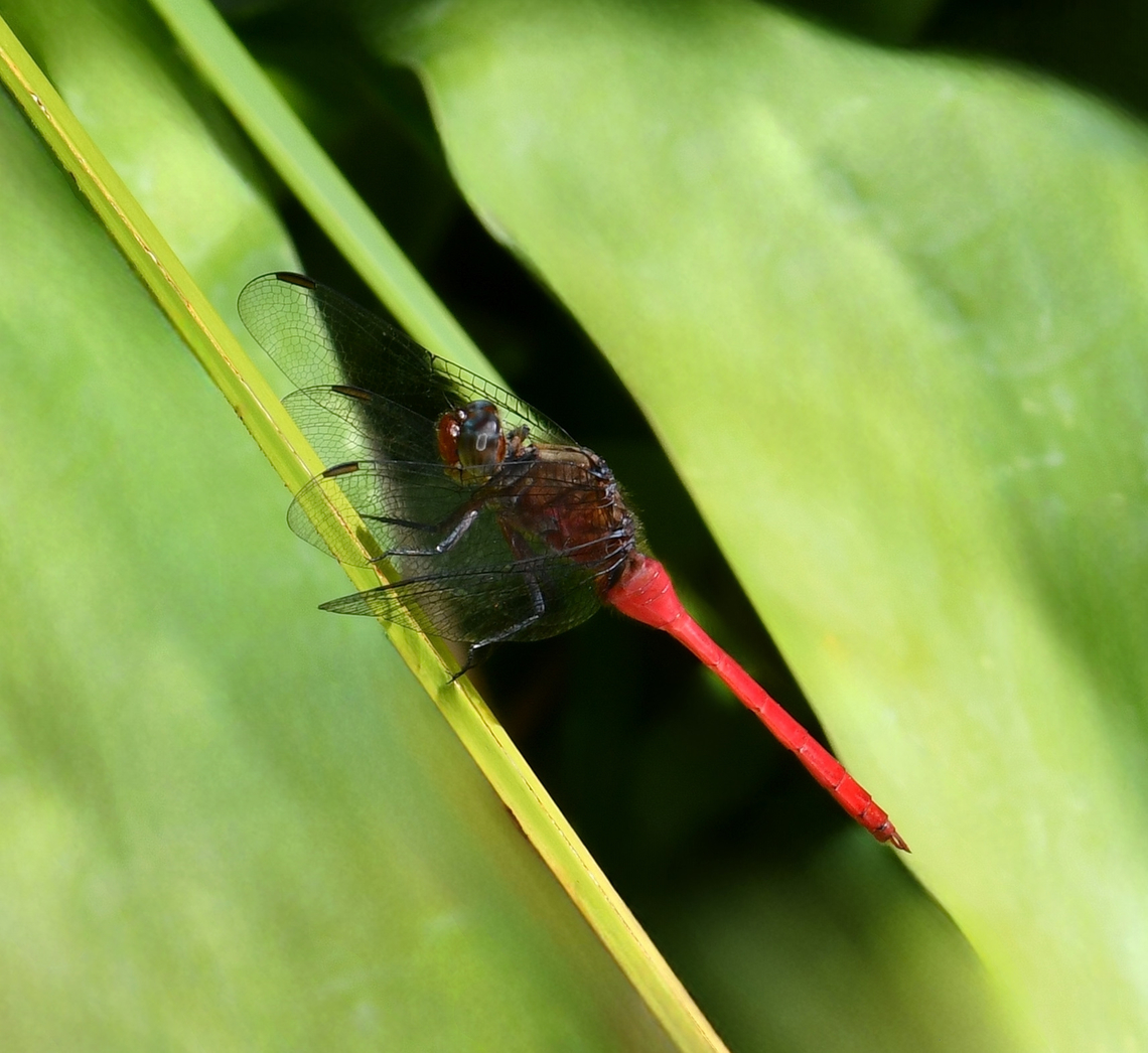 The fiery skimmer So lovely, the flashes of the male's bright red abdomen over and around bodies of water. Contrasting with the green vegetation. On this day, I saw a considerable number together.  Australia,Fiery Skimmer,Geotagged,Libellulidae,Odonata,Orthetrum villosovittatum,Spring,arthropod,entomology,fauna,insect,invertebrate,macro,new south wales