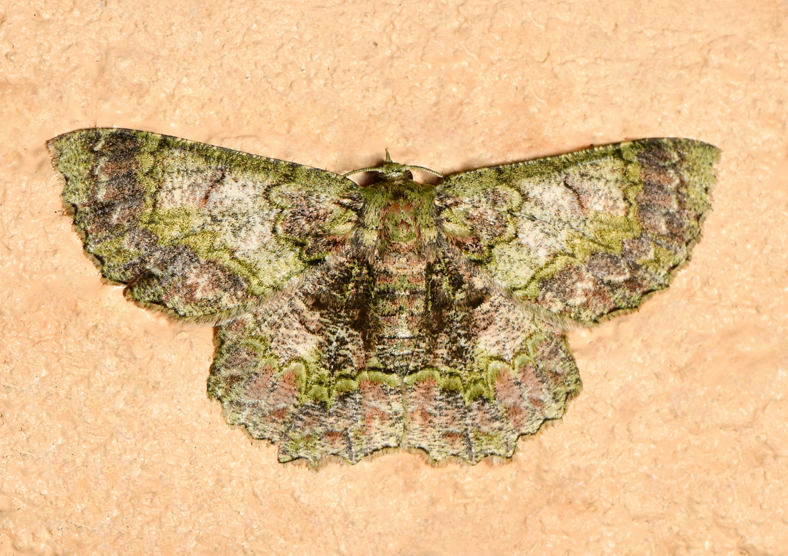 Hypodoxa bryophylla Commonly known as the green looper. Adult moths are green, with reddish/orange/brown markings, and a series of zigzag black lines across each wing.<br />
<br />
Female, wingspan 5 cm. <br />
  Australia,Fauna,Geometridae,Geotagged,Hypodoxa bryophylla,Lepidoptera,Macro,Spring,arthropod,entomology,green looper,insect,invertebrate,new south wales
