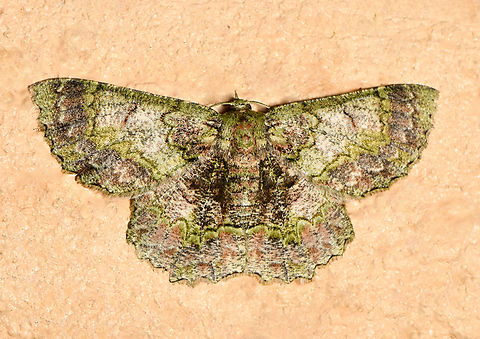 Hypodoxa bryophylla Commonly known as the green looper. Adult moths are green, with reddish/orange/brown markings, and a series of zigzag black lines across each wing.

Female, wingspan 5 cm. 
  Australia,Fauna,Geometridae,Geotagged,Hypodoxa bryophylla,Lepidoptera,Macro,Spring,arthropod,entomology,green looper,insect,invertebrate,new south wales