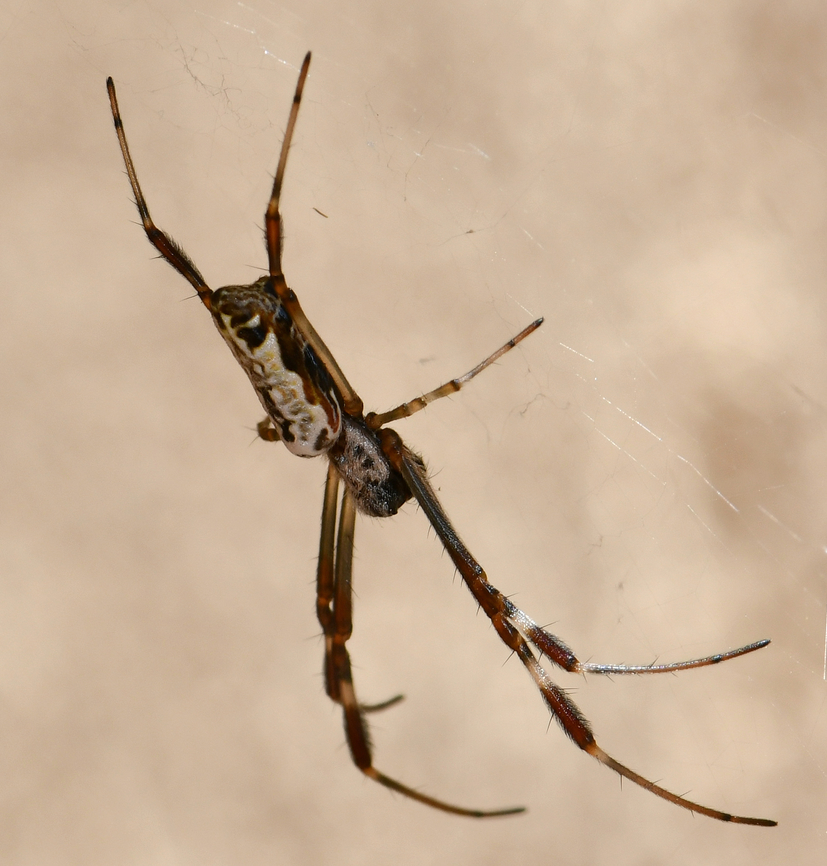 Tiny Trichonephila edulis juvenile Just 8 mm body length. An immature female.  Araneae,Australia,Australian Golden Orbweaver,Geotagged,Nephilidae,Trichonephila edulis,arachnid,arachnology,arthropod,fauna,invertebrate,macro,new south wales,summer