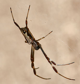 Tiny Trichonephila edulis juvenile Just 8 mm body length. An immature female.  Araneae,Australia,Australian Golden Orbweaver,Geotagged,Nephilidae,Trichonephila edulis,arachnid,arachnology,arthropod,fauna,invertebrate,macro,new south wales,summer