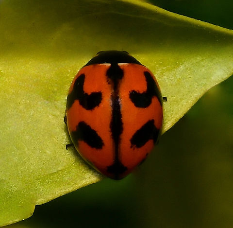 The transverse ladybird Tiny, at 5 mm length.  Australia,Coccinella transversalis,Coccinellidae,Coleoptera,Geotagged,Transverse Ladybird,Transverse ladybird,arthropod,entomology,fauna,insect,invertebrate,macro,new south wales,summer