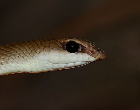 Rufous beaked snake I learned that snakes within genus Rhamphiophis, (the beaked snakes), are native to sub-Saharan Africa, with different species having specific ranges within eastern and western Africa. 

This is specifically the rufous beaked snake Rhamphiophis oxyrhynchus. The hooked snout is used for burrowing and foraging in soil.

Their venom is considered not medically significant or dangerous to humans.

Around 1 m in length.  Fall,Geotagged,Psammophiidae,Rhamphiophis oxyrhynchus,Squamata,United States,fauna,reptile,rufous beaked snake,vertebrate