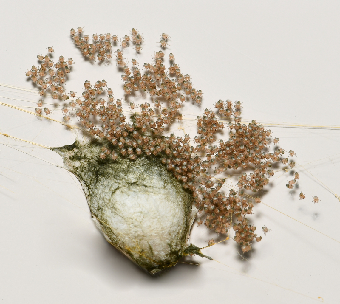 Argiope keyserlingi spiderlings I am confident of the species of these spiderlings as I have been observing a female Argiope keyserlingi that has been at this location for several weeks. She disappeared one day and what I assumed was an egg sac was there. Then on this day, the spiderlings appeared.<br />
 Araneae,Araneidae,Argiope keyserlingi,Australia,Geotagged,St Andrews cross spider,Summer,arachnid,arachnology,arthropod,fauna,invertebrate,new south wales