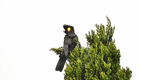 Yellow-tailed black cockatoo in heavy rain in Australia.