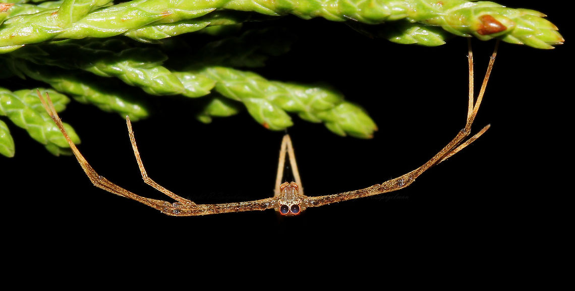 Asianopis subrufa female at night At 15C/59F, nights are a little cooler now, but there&#039;s still plenty to find. Always a delight to come across an ogre spider - this one a little female. These spiders do not spin conventional webs, they hang out like this in the foliage with a tiny silken net strung between their front legs when hunting, ready to ensnare a passing meal. 10mm body length. Araneae,Asianopis subrufa,Australia,Geotagged,Rufous Net-casting Spider,arachnid,arthropod,deinopis subrufa,fauna,invertebrate,macro,net-casting spider,ogre-faced spider,spider