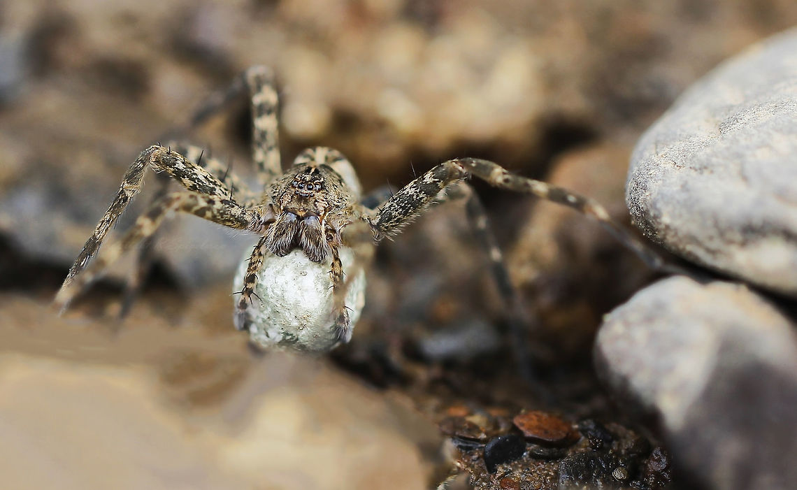 Dolomedes scriptus mother Female Fishing spider seen on the rocky edge of the Youghiogheny River.  Carried with her as she wanders, a precious egg sac. It can contain over a thousand eggs. Egg sac 15mm diameter. 6cm leg diameter.  Araneae,Dolomedes scriptus,Fauna,Geotagged,Pisauridae,Striped fishing spider,Summer,United States,arachnid,arthropod,invertebrate,macro