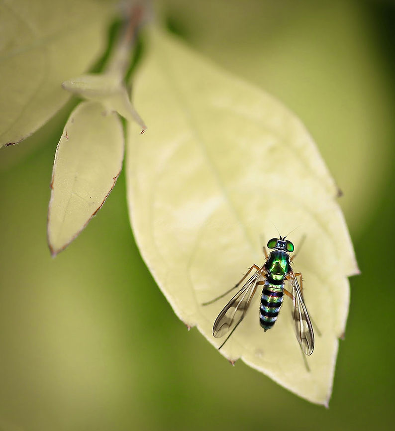 Long-legged Dolichopod fly A beautiful little emerald green gem pausing a while on a leaf. <br />
<br />
6mm body length. Arthropod,Australia,Austrosciapus,Diptera,Dolichopodidae,Fly,Insect,Invertebrate,Long-legged fly,austrosciapus,fauna,macro