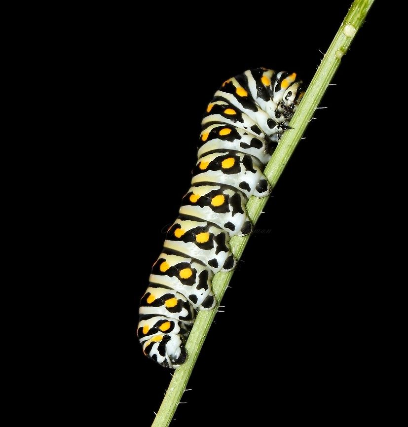 Black Swallowtail butterfly larva 5cm length. Beautiful, dynamic markings. Host plants for Papilio polyxenes are a variety of herbs in family Apiaceae. Black Swallowtail,Black Swallowtail Caterpillar,Caterpillar,Insect,Invertebrate,Larva,Lepidoptera,North America,Papilio,Papilio polyxenes,Papilionidae,Pennsylvania,USA,arthropod,fauna,macro