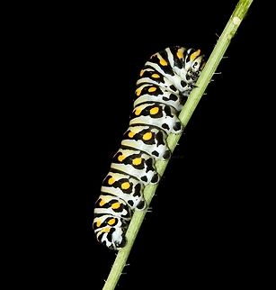 Black Swallowtail butterfly larva 5cm length. Beautiful, dynamic markings. Host plants for Papilio polyxenes are a variety of herbs in family Apiaceae. Black Swallowtail,Black Swallowtail Caterpillar,Caterpillar,Insect,Invertebrate,Larva,Lepidoptera,North America,Papilio,Papilio polyxenes,Papilionidae,Pennsylvania,USA,arthropod,fauna,macro