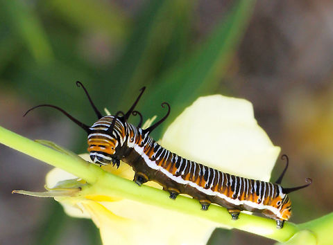 Common crow larva A vibrant sight in orange, black and white. Of particular interest are the four pairs of black tentacles. As I watched this caterpillar, it would repeatedly curl them down in to loose spirals then release in to the position captured in this shot. It was mesmerising! 

Host plants include Nerium oleander seen here, Ficus macrophylla and Plumeria alba. 

50 mm length
 Australia,Euploea core,Insect,Invertebrate,Larva,Lepidoptera,Macro,Nymphalidae,Oleander butterfly,arthropod,caterpillar,common crow,fauna,macro