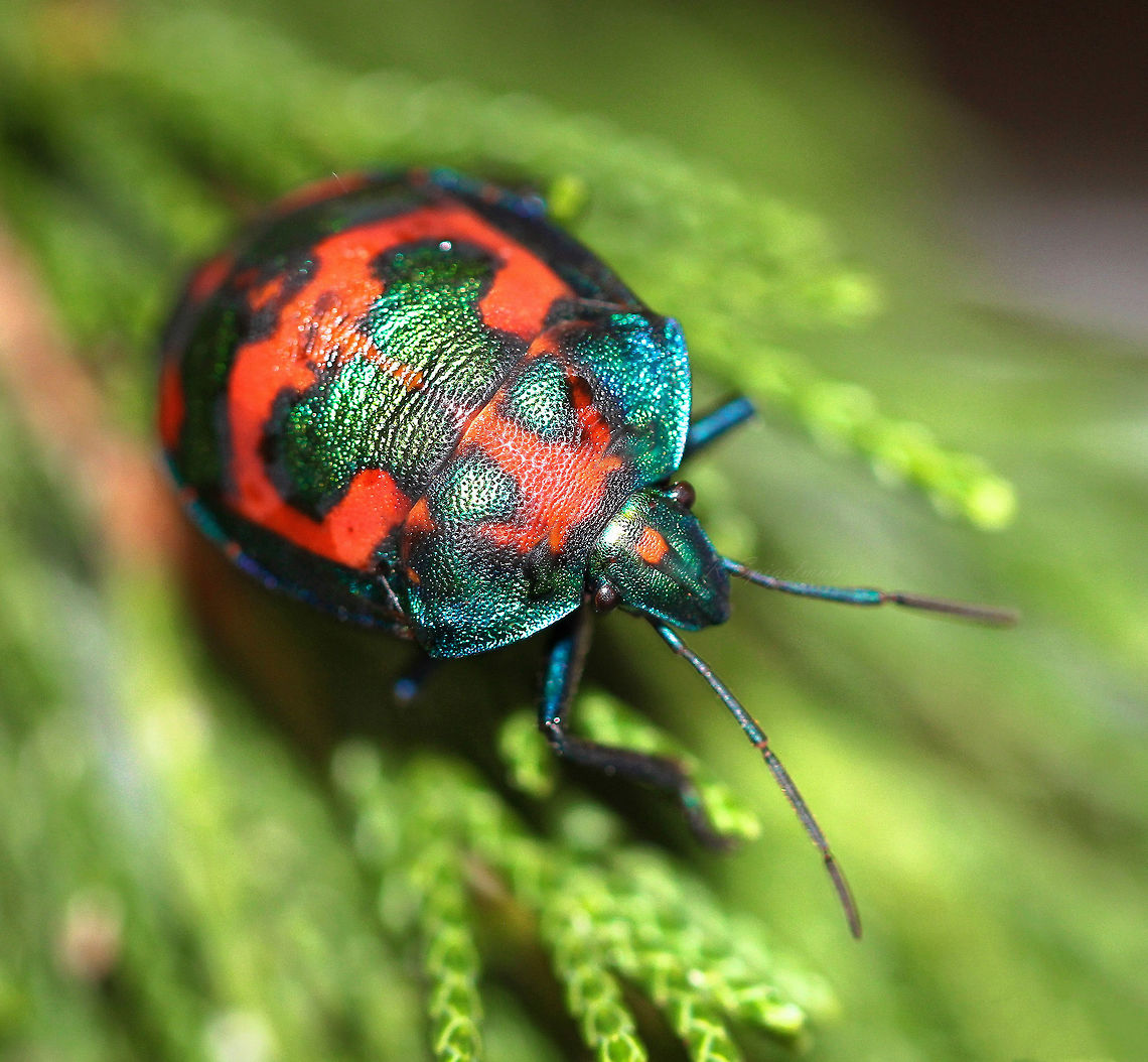 Hibiscus harlequin bug A brightly coloured, shield shaped bug with metallic sheen, approximately 15 mm in length. Found on most vegetation - preferred are Hibiscus plants from which they suck the sap from young shoots. Australia,Geotagged,Hemiptera,Hibiscus Harlequin Bug,Insect,Invertebrate,Macro,Scutelleridae,Summer,Tectocoris diophthalmus,arthropod,fauna,jewel bug,macro,metallic shield bug