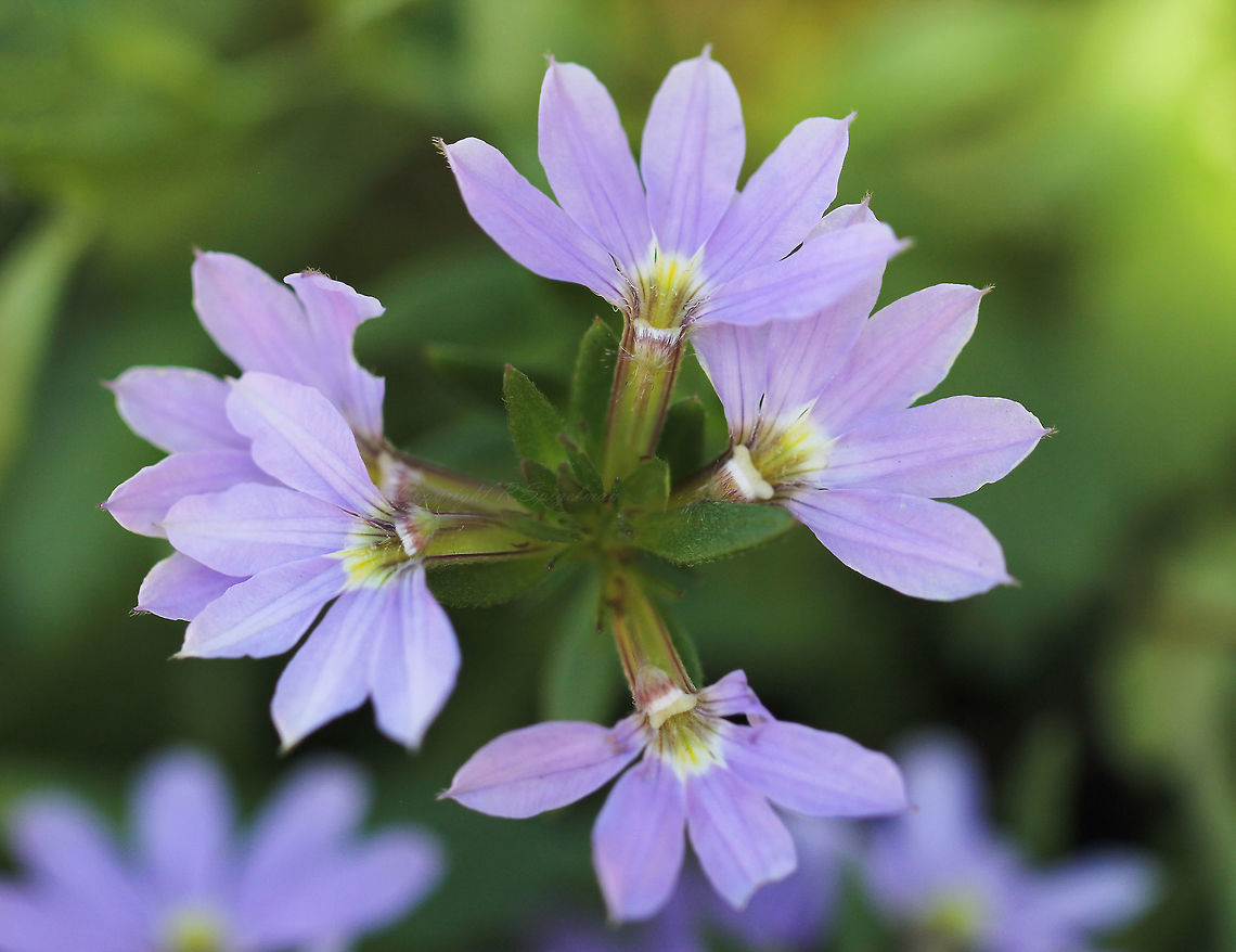 Fairy fan flower A joy to see this recent addition to my garden thriving - Fairy fan flower is native to this country, providing a delightful show of pretty little &#039;half&#039; flowers.The generic Latin name scaevola means &#039;left-handed&#039; referring to the flower&#039;s unique form. This particular hybrid is called Bondi Blue, will grow to a height of 30cm and has a creeping habit. It will produce these tiny and beautiful flowers for most of the year. Each half flower, 10mm in diameter. Asterales,Australia,Botany,Fairy Fan Flower,Flora,Flowers,Geotagged,Goodeniaceae,Macro,Plantae,Purple flowers,Scaevola,Scaevola aemula,macro