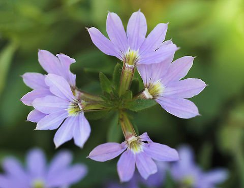 Fairy fan flower A joy to see this recent addition to my garden thriving - Fairy fan flower is native to this country, providing a delightful show of pretty little 'half' flowers.The generic Latin name scaevola means 'left-handed' referring to the flower's unique form. This particular hybrid is called Bondi Blue, will grow to a height of 30cm and has a creeping habit. It will produce these tiny and beautiful flowers for most of the year. Each half flower, 10mm in diameter. Asterales,Australia,Botany,Fairy Fan Flower,Flora,Flowers,Geotagged,Goodeniaceae,Macro,Plantae,Purple flowers,Scaevola,Scaevola aemula,macro