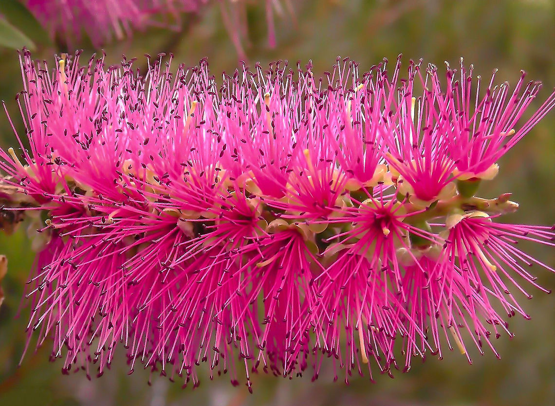 Bottlebrush Most Bottlebrush trees occur in the east and south-east of Australia and will be in flower from spring through summer. The flower spikes of bottlebrushes are made up of a number of individual flowers. The pollen of the flower forms on the tip of a long coloured stalk called a filament. It is these filaments which give the flower spike its colour and distinctive 'bottlebrush' shape. Bottlebrushes attract a variety of birds for both the nectar and seeds produced. This is a 'Hot Pink' variety in my garden.  Australia,Botany,Bottlebrush,Flora,Myrtaceae,Myrtales,Pink Flowers,Plant,botany,callistemon,new south wales