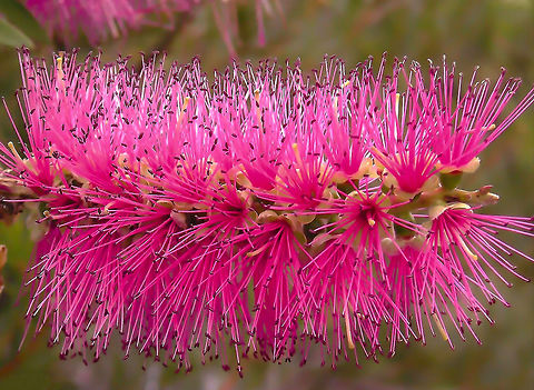 Bottlebrush Most Bottlebrush trees occur in the east and south-east of Australia and will be in flower from spring through summer. The flower spikes of bottlebrushes are made up of a number of individual flowers. The pollen of the flower forms on the tip of a long coloured stalk called a filament. It is these filaments which give the flower spike its colour and distinctive 'bottlebrush' shape. Bottlebrushes attract a variety of birds for both the nectar and seeds produced. This is a 'Hot Pink' variety in my garden.  Australia,Botany,Bottlebrush,Flora,Myrtaceae,Myrtales,Pink Flowers,Plant,botany,callistemon,new south wales
