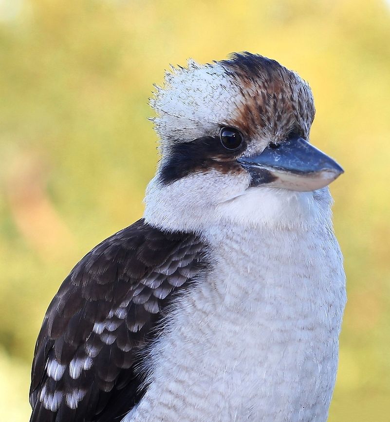 Kookaburra Large and robust birds, 40 cm body length. A white and brown head and a dark eye-stripe. The upper parts are mostly dark brown but there is a mottled light-blue patch on the wing coverts. Alcedinidae,Australia,Aves,Bird,Coraciiformes,Dacelo novaeguineae,Kingfisher,Laughing Kookaburra,fauna,terrestrial kingfisher,vertebrate