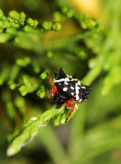 Jewel Spider These pretty little spiders are tiny, females such as here reaching just 10mm, males even smaller. Cephalothorax is black, abdomen has six distinctive projections (often referred to as spines) that makes them easy to identify. They are predominantly a shiny black, with variable white, yellow, and orange patterns. Legs are deep orange/red.
Endemic to Australia, found throughout the whole mainland as well as Tasmania. More common though, in the more southern states. Araneae,Araneidae,Austracantha minax,Australia,Geotagged,Invertebrate,Jewel spider,Orb weaver,Spider,Summer,arachnid,arthropod,invertebrate