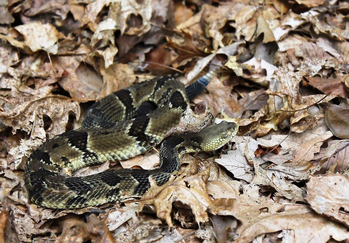 Timber Rattlesnake Approximately 100 cm in length. Dorsally, a pattern of black crossbands on a yellowish-brown background. The crossbands have irregular zig-zag edges, and are V shaped. Yellow on the ventral surface. This specimen seen in deciduous forest with rocky outcrops and boulders. <br />
<br />
<figure class="photo"><a href="https://www.jungledragon.com/image/62824/timber_rattlesnake.html" title="Timber Rattlesnake"><img src="https://s3.amazonaws.com/media.jungledragon.com/images/3314/62824_thumb.jpg?AWSAccessKeyId=05GMT0V3GWVNE7GGM1R2&Expires=1759968010&Signature=DgE%2BkE%2FcVIcEGYrhXPwY%2BGBDRx0%3D" width="200" height="120" alt="Timber Rattlesnake Length approximately 120 cm. Venomous pit viper endemic to eastern North America. This beautiful specimen seen in south-west Pennsylvania on a forest floor with rocky spread setting. Crotalus horridus,Geotagged,North America,Squamata,Summer,Timber Rattlesnake,Timber rattlesnake,USA,United States,Venomous,Viperidae,fauna,pennsylvania,pit viper,rattlesnake,reptile,snake" /></a></figure> Crotalus horridus,North America,Pennsylvania,Pit viper,Rattlesnake,Reptile,Snake,Squamata,Timber Rattlesnake,Timber rattlesnake,Viper,fauna,venomous,vertebrate