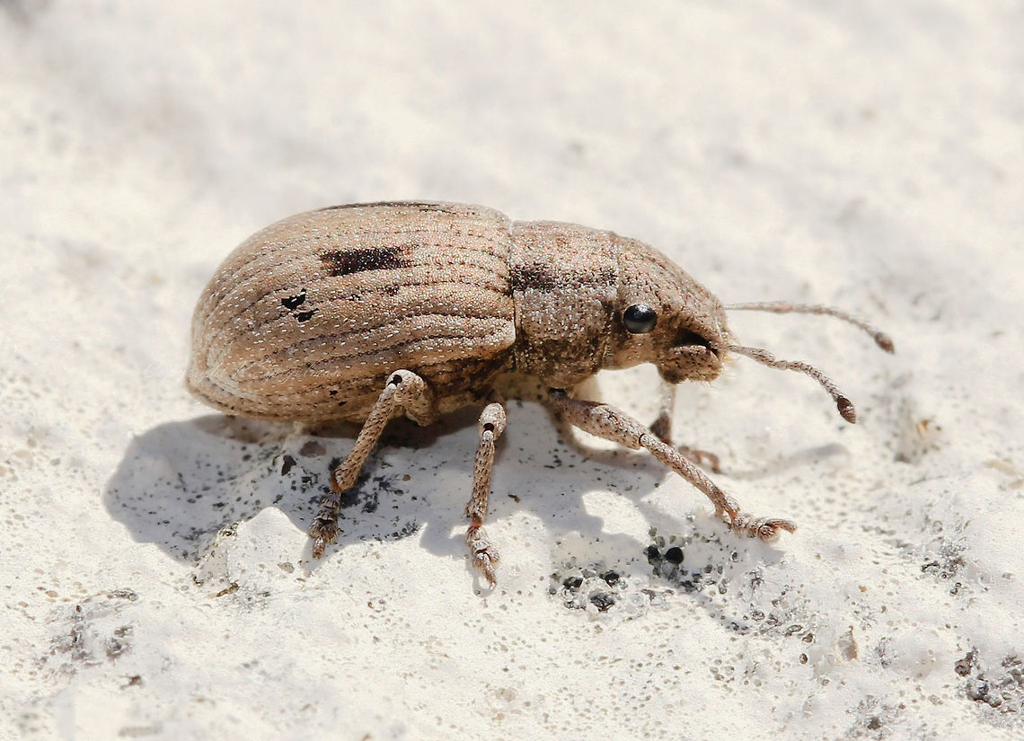 Eurymetopus birabeni weevil Eurymetopus birabeni, a broad-nosed weevil, non-native to Australia, native to temperate South America<br />
<br />
Pale brown with dark brown patches. Tend to be polyphagous herbivores, found close to preferred food source - however I found this specimen trundling along a garden wall. Some of these weevils are notorious pests of major economic importance. Larvae of the group generally live in soil and feed on roots. Eggs are dropped, laid on soil under plant, but never placed in plant tissues.<br />
<br />
10 mm length<br />
<br />
<figure class="photo"><a href="https://www.jungledragon.com/image/104827/eurymetopus_birabeni_weevil.html" title="Eurymetopus birabeni weevil"><img src="https://s3.amazonaws.com/media.jungledragon.com/images/3314/104827_thumb.jpg?AWSAccessKeyId=05GMT0V3GWVNE7GGM1R2&Expires=1769040010&Signature=aSOv2QWSApj9PV2v2ZDKrXFpRnI%3D" width="200" height="168" alt="Eurymetopus birabeni weevil Eurymetopus birabeni, a broad-nosed weevil, non-native to Australia, native to temperate South America.<br />
<br />
Pale brown with dark brown patches. Tend to be polyphagous herbivores, found close to preferred food source - however I found this specimen trundling along a garden wall. Some of these weevils are notorious pests of major economic importance. Larvae of the group generally live in soil and feed on roots. Eggs are dropped, laid on soil under plant, but never placed in plant tissues.<br />
<br />
10 mm in length.<br />
<br />
https://www.jungledragon.com/image/60879/snout-nose_weevil.html Australia,Broad-nosed Weevil,Coleoptera,Curculionidae,Entiminae,Eurymetopus birabeni,Fall,Geotagged,Macro,Naupactini,arthropod,autumn,fauna,insect,invertebrate,new south wales,weevil" /></a></figure> Arthropod,Australia,Broad-nosed Weevil,Coleoptera,Curculionidae,Entiminae,Eurymetopus birabeni,Geotagged,Insect,Invertebrate,Naupactini,Summer,Weevil,autumn,fauna,macro