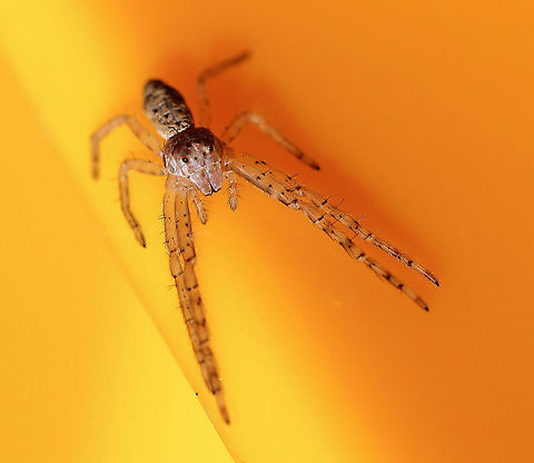 Octopus Crab Spider 5mm body length. Light brown with dark brown patches. When in a natural setting, they are superbly camouflaged, for example when resting on a twig. Eyes seem to protrude more than other Thomisidae spiders. I found this little spider on the lid of my recycling bin, hence the bright yellow background. They are ambush hunters and do not build conventional webs. Arachnid,Araneae,Arthropod,Australia,Crab spider,Invertebrate,Octopus Crab spider,Spider,Thomisidae,Tmarus marmoreus,arthropod,macro