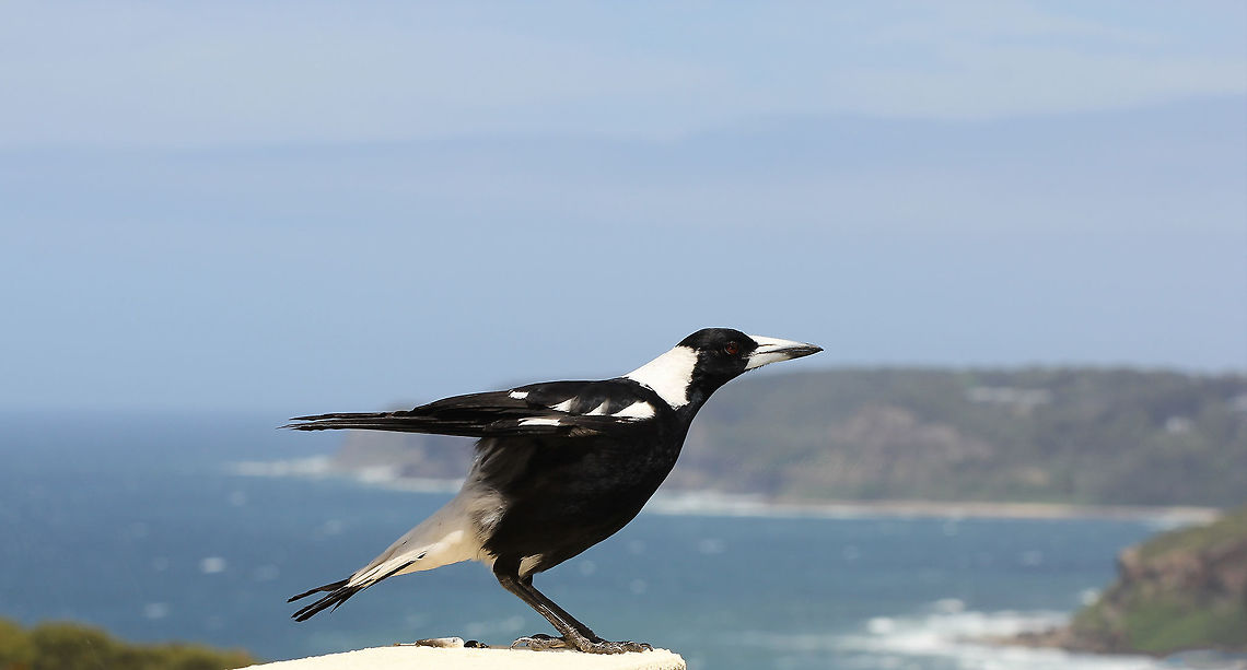 Australian Magpie The common name for these birds can be confusing. Australian magpies are not Corvids, but in fact belong to family Artamidae. They are more closely related to Butcherbirds. These cheeky and characterful birds come to my garden throughout the day to feed and make mischief. When I come downstairs in the morning, they will often warble their hearts out in a lovely welcome. Here, I caught one just preparing to take off from my garden wall. <br />
<br />
40 cm length<br />
<br />
 Artamidae,Australia,Australian Magpie,Aves,Bird,Geotagged,Gymnorhina tibicen,Passeriformes,Piping Roller,Spring,fauna,new south wales,vertebrate