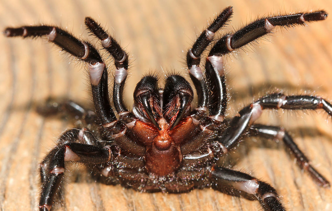 Atrax christenseni Female, body length 45 mm. The body position seen here in this female is not aggression but defence. When operating at such heightened levels, she has her defences fully primed and ready to go...that is indeed venom seeping from those incredible fangs. She kept this stance for a minute or so, then went about investigating quite calmly. <br />
<br />
UPDATE January 2025: Exciting development in the world of arachnology, and on my doorstep as it were. Seven years ago almost to the day, I came across my first Sydney funnel web. Pictured here, she is in a defensive posture. This is the time of year that males will be wandering in search of the females and I&#039;d learned of several very large specimens having been found within a 25km radius of where I live. Scientific examination (gene sequences, in combination with fine morphological detail) has shown that Atrax in this area are indeed a new species and have been named Atrax christenseni. The new species is named in honour of Kane Christensen for his dedication to documenting aspects of funnel web behaviour and collecting specimens for study. So, I have to amend my records of sightings. (Males of this new species can be separated from the Sydney funnel web and the Southern Sydney funnel web by the extra-long palpal tibia and embolus). Sadly, our eight-legged icon is in decline. Loss of habitat and illegal trafficking being cited as probable main causes. For this reason, collection sites were not included in research papers.<br />
<br />
<a href="https://bmcecolevol.biomedcentral.com/articles/10.1186/s12862-024-02332-0" rel="nofollow">https://bmcecolevol.biomedcentral.com/articles/10.1186/s12862-024-02332-0</a> Arachnid,Araneae,Atrax christenseni,Australia,Invertebrate,Mygalomorphae,Spider,Sydney funnel-web spider,arthropod,macro,venomous