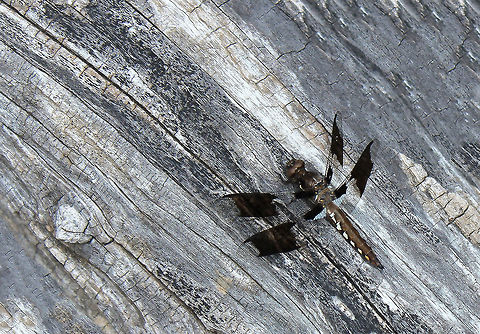 Common Whitetail Dragonfly 45 mm in length. Brown body with (in mature males) white abdomen. Immature males such as here, have greenish/white marks on lateral areas of a brown abdomen. Brown/black bands on wings with light blue area on lower wings close to the body. Like all perchers, common whitetails often rest on objects near the water, and sometimes on the ground - this one caught my eye as it rested on a fallen tree trunk. The beautiful colours and textures of dragon and wood really caught my eye. Common Whitetail,Common Whitetail Dragonfly,Dragonfly,Insect,Invertebrate,Libellula lydia,Libellulidae,North America,Odonata,Pennsylvania,Plathemis lydia,arthropod,fauna