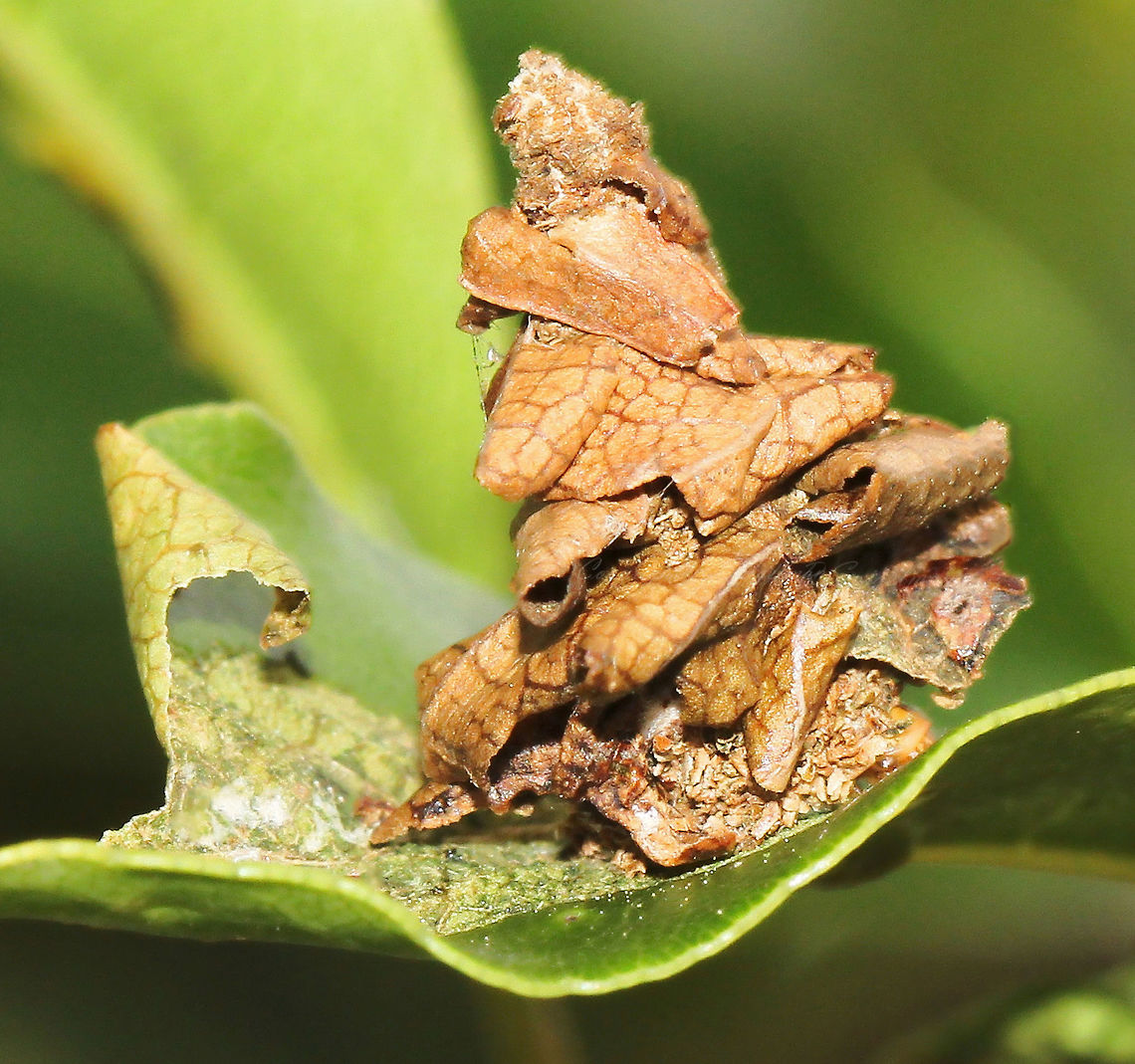 Leaf Bagworm This little home keeps the Leaf Case moth larva safe. The larva lives in a silken case, to which it attaches leaf or twigs as a covering. They feed on the leaves of many different plants and the leaves covering their bags therefore consists of different plant materials. <br />
<br />
They can be found on most kinds of trees - this one seen on Metrosideros thomasii. The female adult is wingless and never leaves her case. The male is black in colour with transparent wings and dark antennae. <br />
<br />
This delightful structure was just 10mm in height.<br />
<br />
 Australia,Hermit Crab Caterpillar,Hyalarcta huebneri,Insect,Leaf Bagworm,Leaf Case Moth,Lepidoptera,Macro,Moth,Psychidae,arthropod,fauna,invertebrate