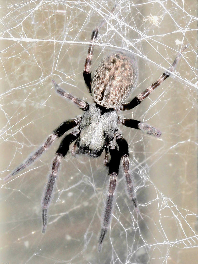 Badumna insignis NB...camera flash here has highlighted colours which may not be apparent to the human eye under natural light. <br />
<br />
Female 18 mm body length Arachnid,Araneae,Australia,Badumna insignis,Black House Spider,Black house spider,Desidae,Invertebrate,Spider,arthropod,fauna,macro