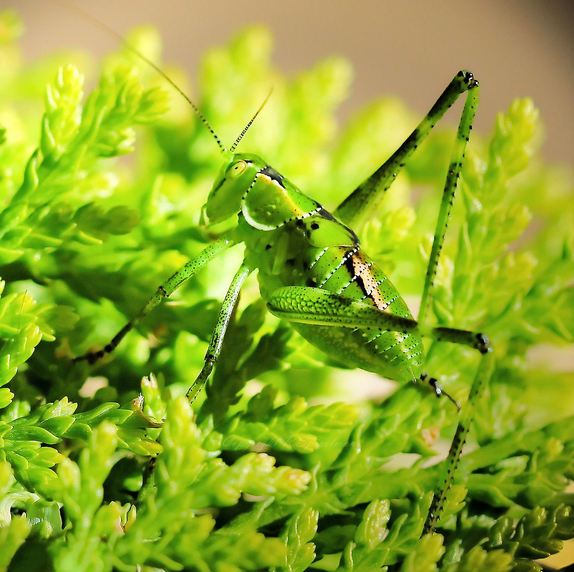 Katydid Nymph Katydid nymph, possibly Caedicia simplex, approx' 15 mm body length. The air at dusk and in to the lovely warm evenings here is filled with the sound of these insects. Together with cicadas, truly the sound of summer. Nymphs have incredibly beautiful markings and also can take on the colour of what they have been eating. Fully grown, they are all green and resemble leaves. <br />
<br />
  Australia,Caedicia simplex,Orthoptera,Tettigonidae,arthropod,fauna,insect,invertebrate,katydid,nymph