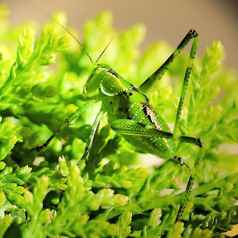 Katydid Nymph Katydid nymph, possibly Caedicia simplex, approx' 15 mm body length. The air at dusk and in to the lovely warm evenings here is filled with the sound of these insects. Together with cicadas, truly the sound of summer. Nymphs have incredibly beautiful markings and also can take on the colour of what they have been eating. Fully grown, they are all green and resemble leaves. 

  Australia,Caedicia simplex,Orthoptera,Tettigonidae,arthropod,fauna,insect,invertebrate,katydid,nymph