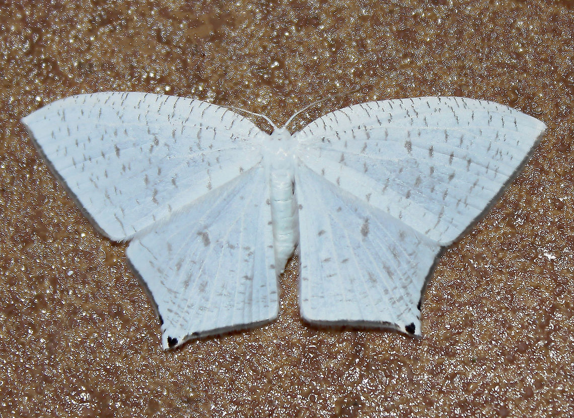 Aploschema discata This pretty little moth with ivory wings complete with tiny black hearts was photographed at rest on a tiled surface during daylight hours.  Wingspan 20 mm. <br />
<br />
Update...as of January 23rd, 2021, the Atlas of Living Australia has just 3 registered sightings, specimens are deposited at the Australian National Insect Collection. So this little moth makes only the fourth sighting registered. It is rarely photographed. It will be added to the data base in the next couple of days, then I can add the link here.<br />
<br />
<br />
 Aploschema discata,Australia,Geometroidea,Geotagged,Lepidoptera,Macro,Moth,Summer,Uraniidae,arthropod,fauna,invertebrate,new south wales