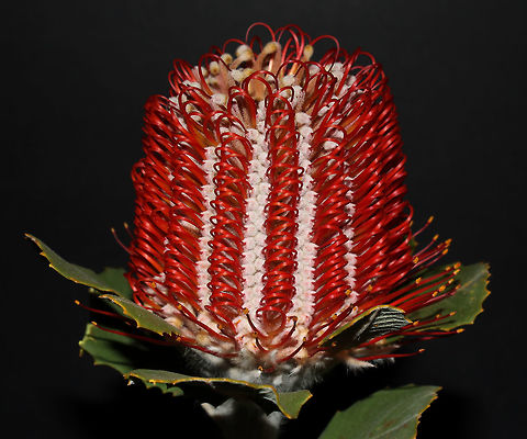 Scarlet banksia