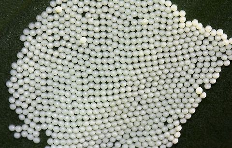 Moth Eggs From what I've researched, I believe these delightful tiny pearl-like objects on the underside of a yucca leaf are moth eggs. Each no bigger than a pin head. Any advice re ID welcome.   Australia,Insect Eggs,Lepidoptera,Macro,Moth,moth eggs