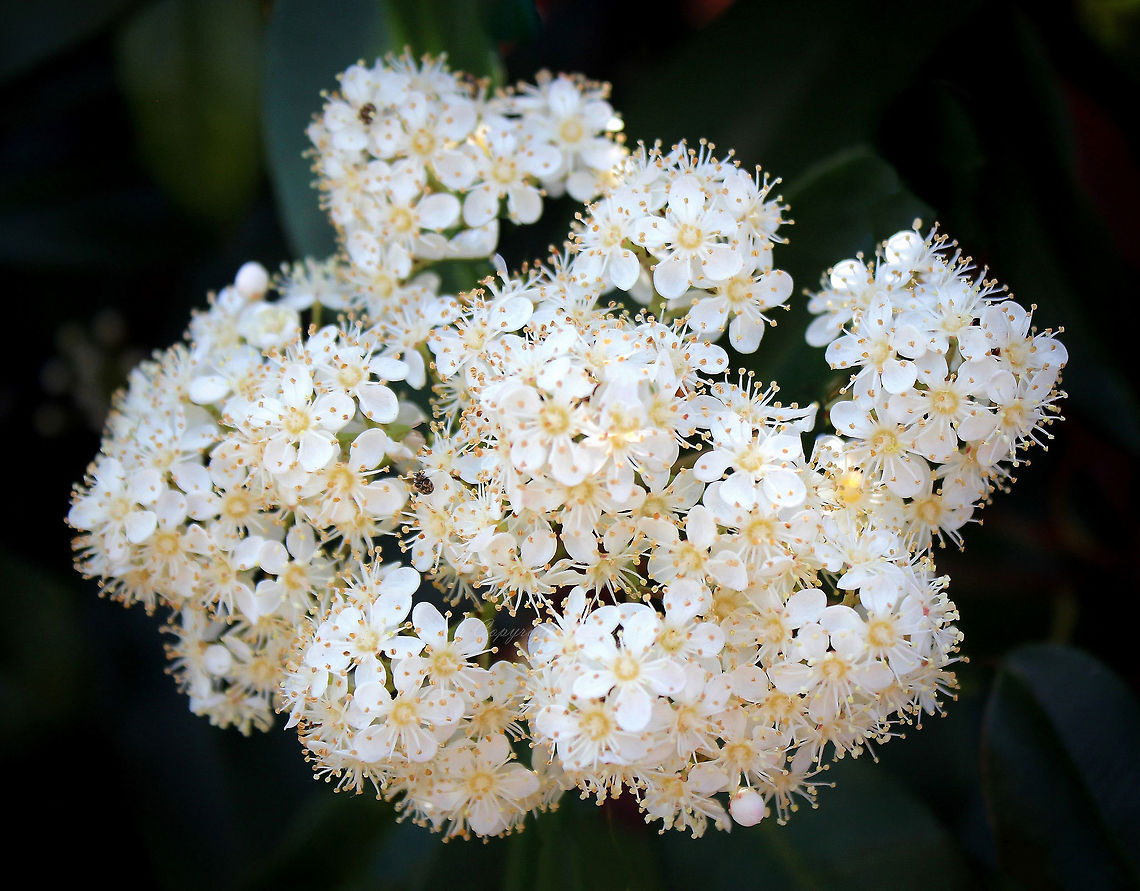 Photinia 'Red Robin' The natural range of Photinia species is restricted to warm temperate Asia - from the Himalaya east to Japan and south to India and Thailand.<br />
<br />
A vigorous evergreen shrub with bright red young foliage. Dark green leathery leaves, small white flowers as seen here in mid-late spring. <br />
<br />
Growth from 4, up to 17 m in height.<br />
<br />
 Flora,Flowers,Photinia,Rosaceae,Rosales,botany,plant,white flowers