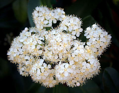 Photinia 'Red Robin' The natural range of Photinia species is restricted to warm temperate Asia - from the Himalaya east to Japan and south to India and Thailand.

A vigorous evergreen shrub with bright red young foliage. Dark green leathery leaves, small white flowers as seen here in mid-late spring. 

Growth from 4, up to 17 m in height.

 Flora,Flowers,Photinia,Rosaceae,Rosales,botany,plant,white flowers