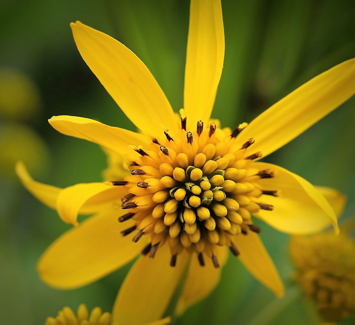 Wingstem A perennial growing to 2.5 metres and 90 cm spread. Flowers are yellow, from summer through to autumn, very attractive to butterflies. Leaves are long, rough-feeling, lanceolate and alternating.<br />
The preference is full sun to light shade and moist to mesic conditions. Habitats include moist prairies, moist meadows near rivers and woodlands, woodland openings, woodland borders, floodplain forests, areas adjacent to woodland paths, thickets, pastures, abandoned fields, and roadside ditches. Asteraceae,Asterales,Flora,North America,USA,Verbesina alternifolia,Wingstem,botany,flower,pennsylvania,petals,plant,yellow,yellow flowers,yellow ironweed