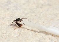 (1of 2) Green-head ant foraging feather These ants are 5 mm in length, well known for their distinctive metallic appearance, which varies from green to purple or even reddish-violet.<br />
This species lives in many habitats, including deserts, forests, woodland and urban areas. They nest underground below logs, stones, twigs, and shrubs, or in decayed wooden stumps and have even been found living in termite mounds.<br />
This is a 2 shot behavioural post....I watched this tenacious Green-head ant grappling with, and dragging a magpie feather a good 10 metres before both it and the feather disappeared in to a crack in my garden wall. As can be seen in the second shot, the feather was many times the size of the ant. From entomology articles, I've learned that the ants have many uses for feathers within the nest. Two examples are - to obtain moisture from the dew drops that collect on the filaments during hot weather and to obtain food from the bird tissue residues left on the feather.<br />
https://www.jungledragon.com/image/62076/2_of_2_green-head_ant_foraging_feather.html Australia,Fauna,Formicidae,Hymenoptera,Macro,Rhytidoponera metallica,ant,arthropod,forage,green-head ant,insect,invertebrate,metallic pony ant,new south wales,pony ant