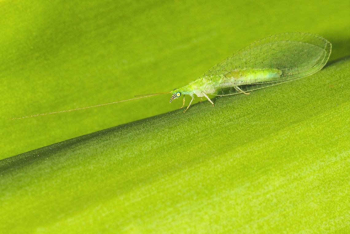 Adult Green Lacewing 20 mm body length.This Green Lacewing has very long antennae, 1.5 times the length of the body - unfortunately,  one is damaged here. It has broad clear wings, held in an inverted &#039;V&#039; over the back when at rest. The body colour is green and eyes are a metallic golden colour.<br />
Usually found hiding on leaves during the day in a wide variety of habitats. This one seen in an urban garden. <br />
Unsure of exact ID for this find.  Australia,Chrysopidae,Fauna,Green,Green Lacewing,Macro,Neuroptera,arthropod,insect,invertebrate