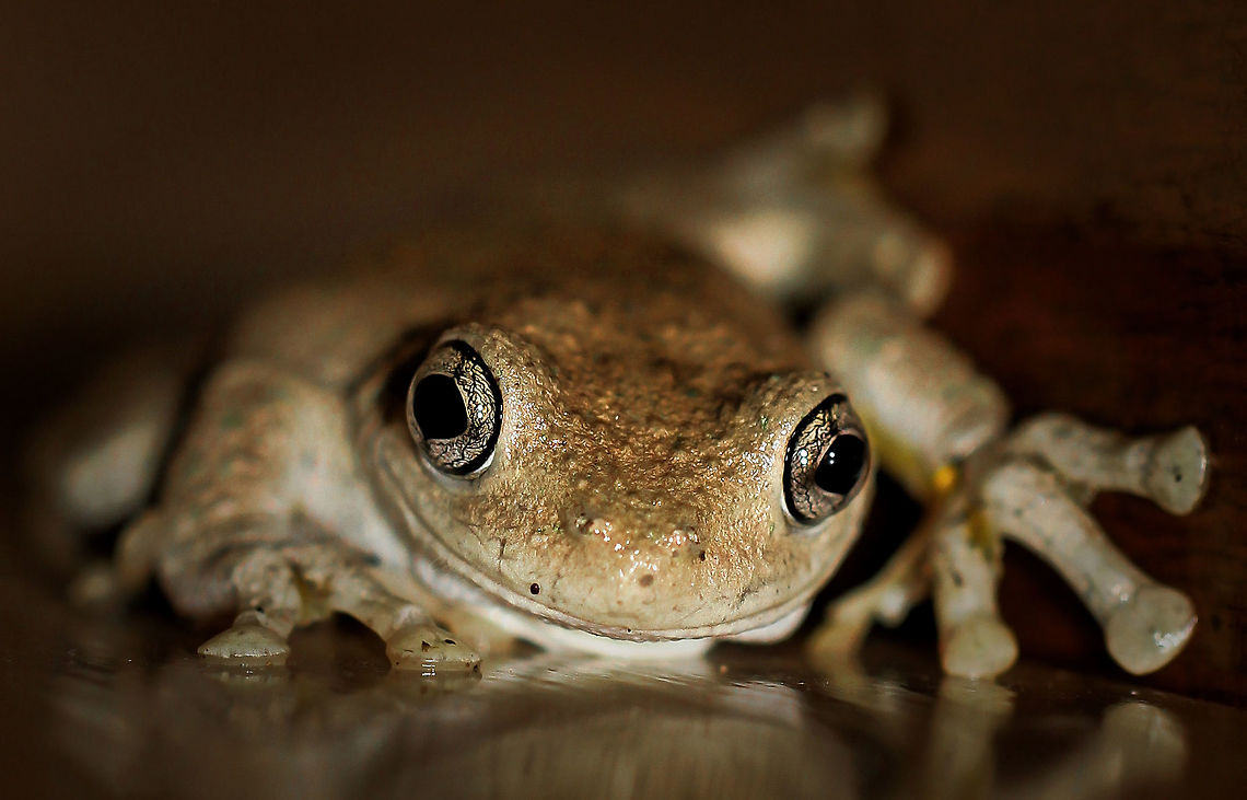 Peron's tree frog One evening, I opened the front door to leave and found this character relaxing on the door frame! These frogs are some of the most variable in regard colouration and they have the ability to change colour in less than an hour. Shades of grey and brown have been seen, right through to almost white. A characteristic of the genus Litoria is the pupils, which appear cross-shaped. <br />
<br />
50 mm length<br />
 Anura,Australia,Fauna,Hylidae,Laughing Tree Frog,Litoria peronii,Macro,Maniacal Cackle Frog,Pelodryadidae,Peron's Tree Frog,Peron's tree frog,amphibian,emerald-spotted tree frog,frog,new south wales,summer,vertebrate