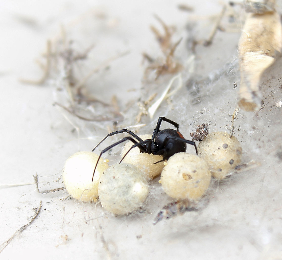 Redback with egg sacs Adult female Redback - recognised by the spherical jet black body which has a prominent red stripe on the upper side of her abdomen and an hourglass-shaped red/orange mark on the underside. The females do not leave the web and can lay up to 10 egg sacs as seen here, each containing an average of 250 eggs. <br />
<br />
The Redback spider is responsible for more envenomations requiring antivenom than any other creature in Australia, but no deaths caused by this spider since anti-venom became available in 1981. It is only the females that possess the venom potentially harmful to humans. This female had made her home inside a piece of external metal piping at my property.<br />
<br />
10 mm body length Araneae,Australia,Fauna,Latrodectus hasseltii,Macro,Redback spider,Spider,Theridiidae,arachnid,arthropod,egg sac,invertebrate
