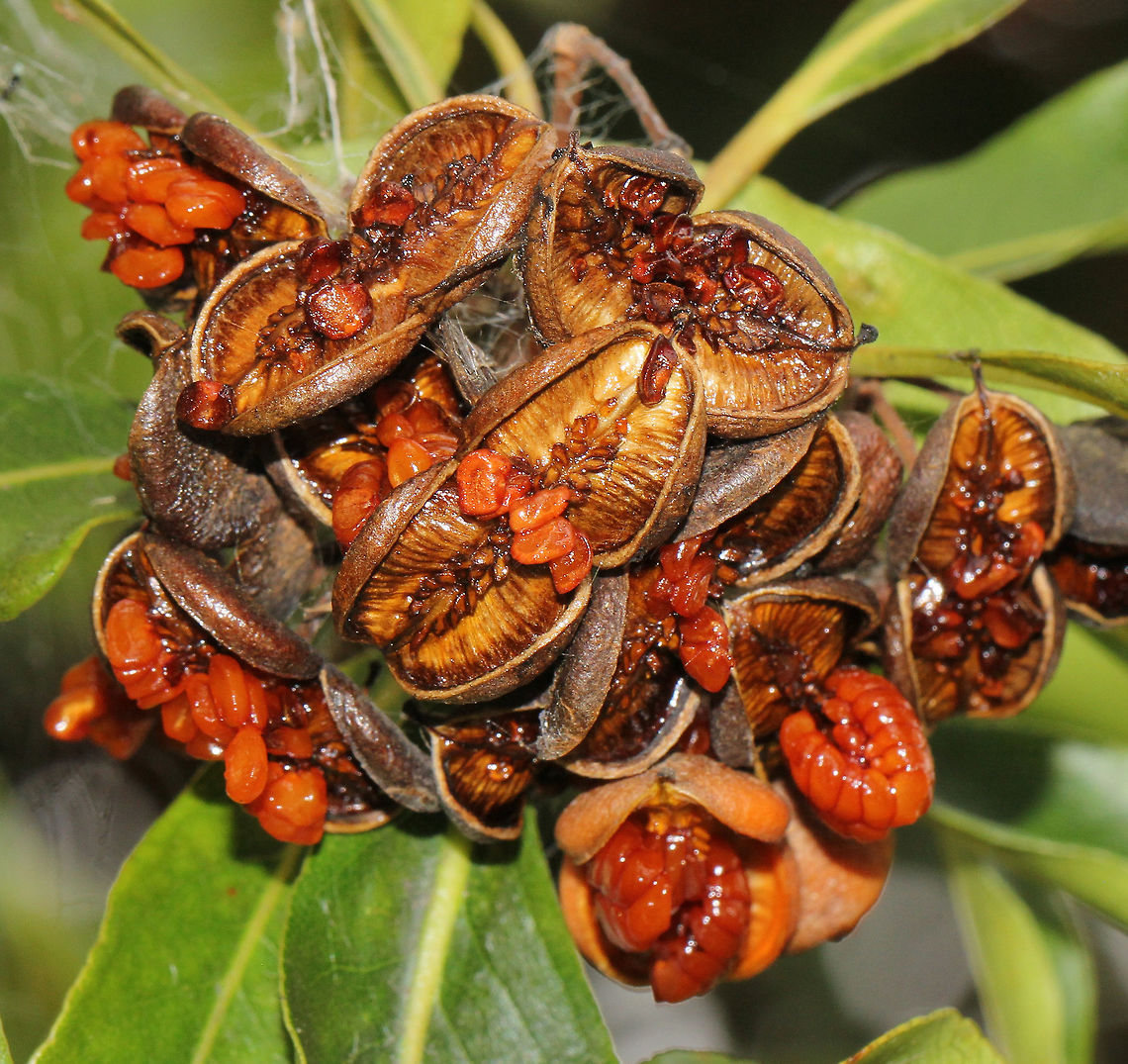 Pittosporum undulatum fruit dehiscence An evergreen native tree originally from the South Australia region - Pittosporum undulatum grows to 15 metres.<br />
It bears this bright and  distinctive hard orange fruit (each capsule 1cm across) which appear after flowering in the autumn months. <br />
The capsules dehisce and split open to expose 20-30 sticky seeds which are then eaten by frugivorous bird species. The seeds are also dispersed by sticking to birds, other animals and human clothing. Apiales,Australian Mock Orange,Flora,Macro,Native Daphne,Orange Pittosporum,Pittosporum undulatum,Snowdrop Tree,Tree,botany,dehiscence,pittosporum undulatum,seeds