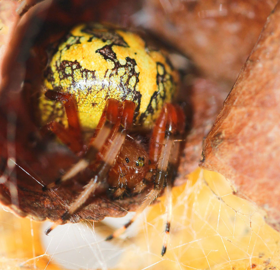 Marbled Orb Weaver Very large abdomen, yellow with brown to purple markings. The cephalothorax is orange as are the legs which also have black and white stripes. <br />
<br />
20 mm body length Araneae,Araneidae,Araneus marmoreus,Macro,Marbled Orb Weaver,Marbled orb-weaver,North America,Spider,arachnid,fauna,invertebrate,yellow