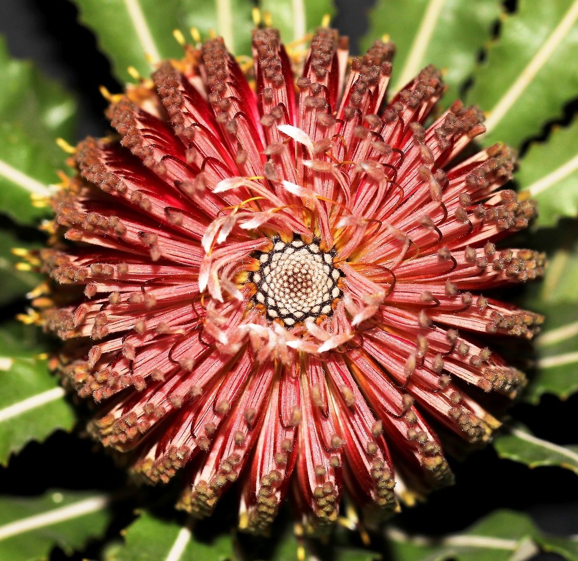 Firewood Banksia Another example of the unique and intriguing flora within this country. Native to Western Australia. A tree growing to 8 m in height with a gnarled trunk and serrated leaves. Inflorescences such as seen here are tomentose, covered with matted or tangled, soft, woolly hairs, yellow, pink or red, 8 x 12 cm. Each inflorescence consisting of many separate flowers. In bloom autumn through to winter - April to October. This cut specimen seen in New South Wales. <br />
 Australia,Banksia menziesii,Firewood Banksia,Firewood banksia,Flora,Macro,Proteaceae,Proteales,botany,flora,flower,inflorescence,pattern,plant,red flowers