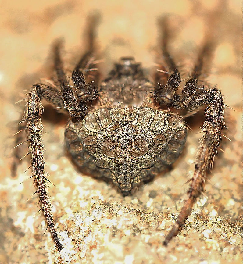 Dolophones sp. wrap-around spider A unique and fascinating genus of spiders native to this country and Oceania. They are called 'wrap around spider' because they wrap very closely around a twig when at rest thanks to their concave abdomen. Their colouring and markings provide for excellent camouflage and are therefore very difficult to spot. I have only ever found two - this one was easier as I happened upon it when it was between rocks in a wall of my garden. I chose to photograph and present from this angle to showcase the wonderful markings and pattern on the dorsal abdomen. <br />
<br />
Body length 10 mm<br />
 Araneae,Araneidae,Australia,Dolophones,Macro,Spider,Wrap-around spider,arachnid,arthropod,fauna,invertebrate,markings,orb weaver,pattern