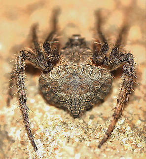 Dolophones sp. wrap-around spider A unique and fascinating genus of spiders native to this country and Oceania. They are called 'wrap around spider' because they wrap very closely around a twig when at rest thanks to their concave abdomen. Their colouring and markings provide for excellent camouflage and are therefore very difficult to spot. I have only ever found two - this one was easier as I happened upon it when it was between rocks in a wall of my garden. I chose to photograph and present from this angle to showcase the wonderful markings and pattern on the dorsal abdomen. 

Body length 10 mm
 Araneae,Araneidae,Australia,Dolophones,Macro,Spider,Wrap-around spider,arachnid,arthropod,fauna,invertebrate,markings,orb weaver,pattern